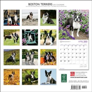 Kalender 2013 Boston Terrier   Browntrout