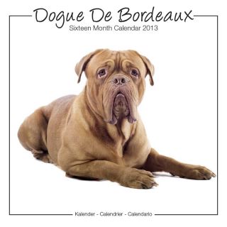 Kalender 2013 Dogue De Bordeaux   Studio