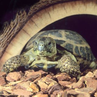 Russian Tortoise   Reptile   Live Pet