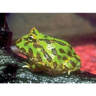  Green Pac Man Frog   Live Pet   Reptile