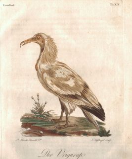 Rarität Franz Le Vaillant   Naturgeschichte der Afrikanischen Vögel