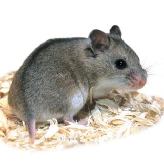 Hamsters for Sale   Small Pets & Guinea Pigs for Sale