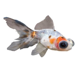 Calico Telescope Goldfish   Goldfish   Fish
