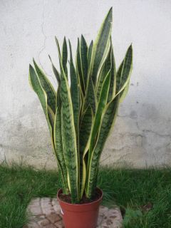 Sansevieria Schwiegermutterzunge Bogenhanf 80cm