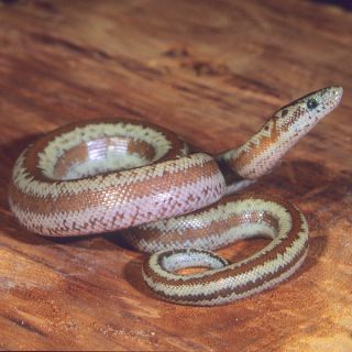 Rosy Boa   Reptile   Live Pet