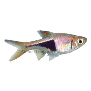 Rasbora Heteromorpha Danio   Tropical   Fish