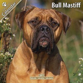 Kalender 2011 Bull Mastiff   Bullmastiff Bücher