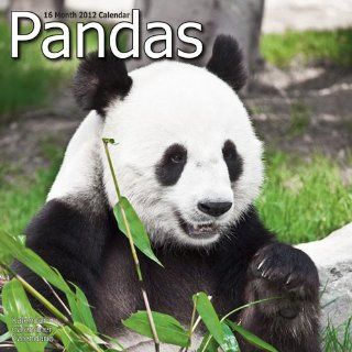Kalender 2012 Panda   Pandas   Pandabär Avonside