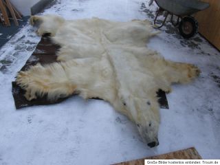 Eisbär Präparat oso blanco báixióng ursus maritimus cites polar
