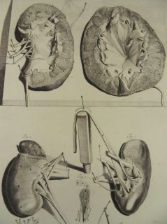 NIEREN UROLOGIE ANATOMIE MEDIZIN KUPFERSTICH BIDLOO 1685