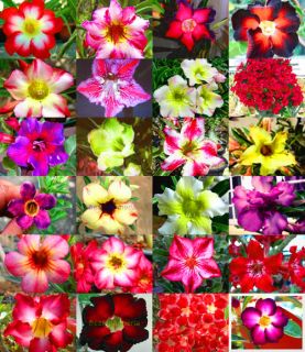 Adenium Obesum identified by color 100 Seeds 24 Type