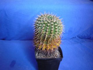 Kaktus / Kakteen Notocactus mammulosus (114)