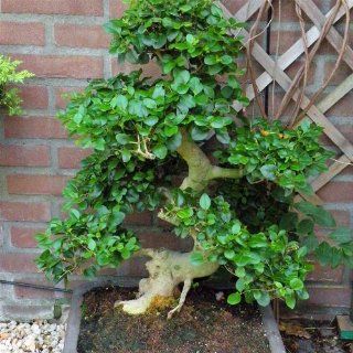 Liguster Bonsai 30 Jahre alt   1 baum Garten