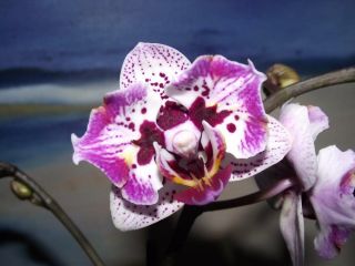 Orchidee Phalaenopsis pelorisch mutiert Blüte Mini tige