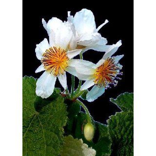 Tropica   Afrikanische Zimmerlinde (Sparmannia africana)   15 Samen