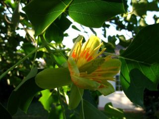 Liriodendron tulipifera, amerikanischer Tulpenbaum, 100cm