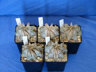 Astrophytum capricorne, dornenlose Form, Kaktus / Kakteen (246)
