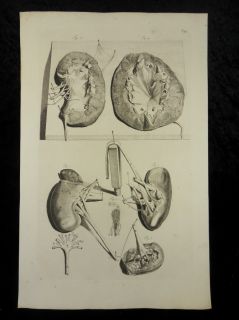 NIEREN UROLOGIE ANATOMIE MEDIZIN KUPFERSTICH BIDLOO 1685