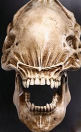 Alien Skull Polystone Alien vs. Predator 70cm Skulptur Jedes ein