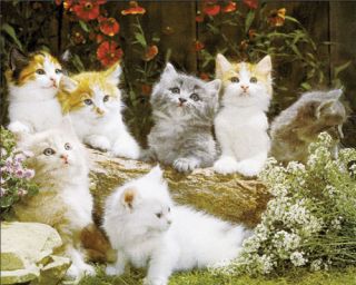 Süsse Katzenbabys im Garten   Baby Tier Poster R308