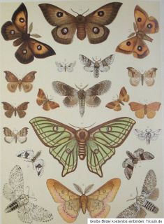 1908 10 Schmetterlinge 95 Chromolithos Europas Butterflies Lepidoptera