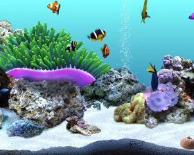 Digifish Clownfish Software