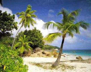 Fototapete PRASLIN 368x254 Palmenstrand Seychellen Strand Palmen Ozean