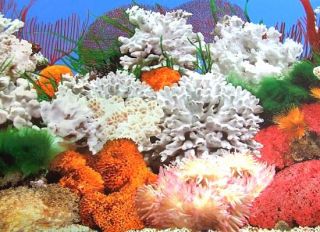 Fotorückwand beidseiteg Folie Koralle 200 x 50 cm 18424