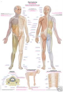 Lehrtafel/Poster Dermatome 50x70cm, NEU, AL561