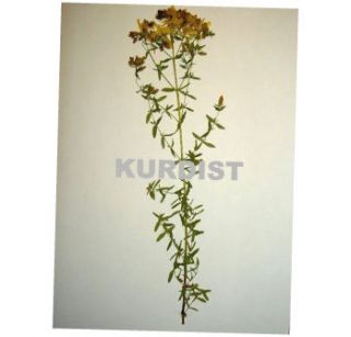 Herbarium, 50 Pflanzen, herbarisiert 2011, PTA, UNI, Schule