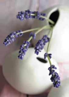 3D Postkarte Lavendel Nr.01, Blumen