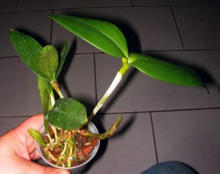 Cattleya leopoldii botanische Orchidee aus gärtnerischer Vermehrung