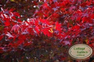 Japanischer Fächerahorn Atropurpureum ~ Laubfeuerwerk