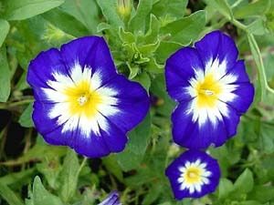 Prunkwinde Ipomoea blau hellen Zentrum hübsche Ranker