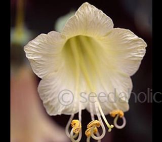 Cobaea Scandens alba “Cup & Saucer Vine” 5 rare Seeds