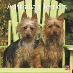 Australian Terriers Square 2010 Calendar