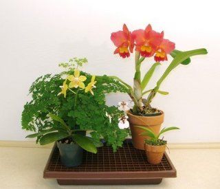 Plant Watering Humidity Tray 102 (26 x 10.5 x 2 1/4