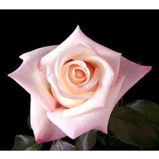 100 Stems 19.7 inch (50 cm) Light Pink Roses